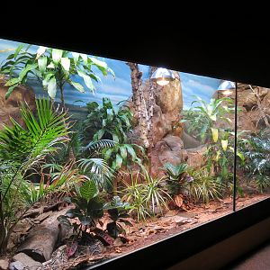 Scaly Slimy Spectacular - Gaboon Viper Exhibit