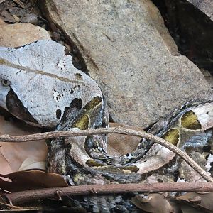 Scaly Slimy Spectacular - Gaboon Viper Exhibit