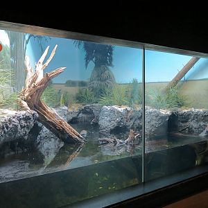 Scaly Slimy Spectacular - Diamondback Terrapin Exhibit