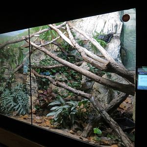 Scaly Slimy Spectacular - Boelen's Python Exhibit