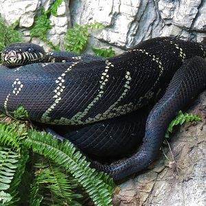 Scaly Slimy Spectacular - Boelen's Python Exhibit
