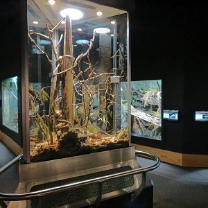 Scaly Slimy Spectacular - Gray Ratsnake Exhibit