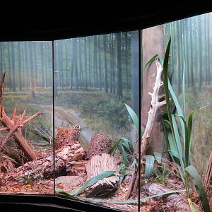 Scaly Slimy Spectacular - Timber Rattlesnake Exhibit