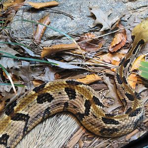 Scaly Slimy Spectacular - Timber Rattlesnake Exhibit
