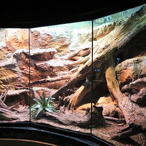 Scaly Slimy Spectacular - Black and Guatemalan Beaded Lizards Exhibit