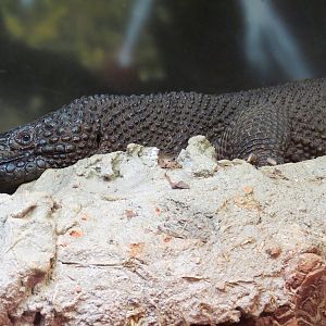 Scaly Slimy Spectacular - Black and Guatemalan Beaded Lizards Exhibit
