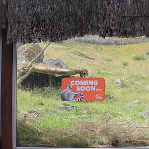 Future Ring-tailed Lemur Sign