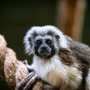 Cotton Top Tamarin at National Zoo & Aquarium, ACT