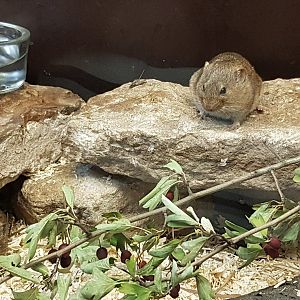 Levant vole (Microtus guentheri; Syn.: Microtus socialis guentheri)