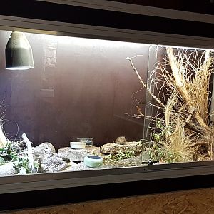 Levant vole exhibit