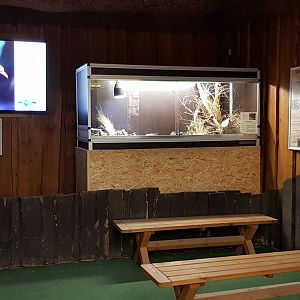 Levant vole exhibit