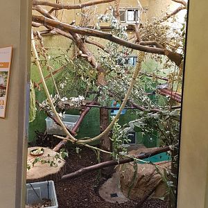 Crowned lemur exhibit