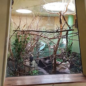 Visayan hornbill, Prevost's squirrel and Lesser mouse-deer exhibit