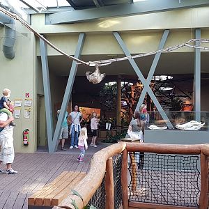 Walk through exhibit for sloths