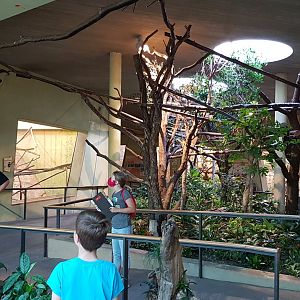 Walk through exhibit for sloths