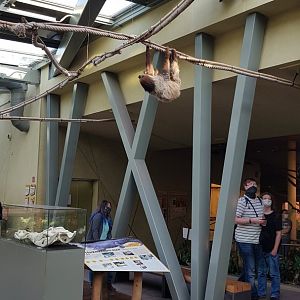 Walk through exhibit for sloths
