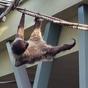 Walk through exhibit for sloths