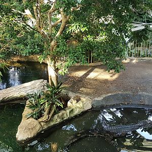 False Gharial exhibit