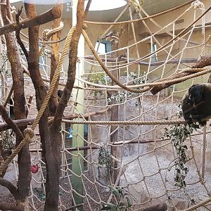 Woolly monkey exhibit