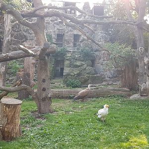 Birds of prey aviary