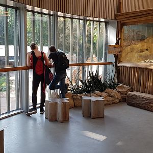 Africa house - Kordofan giraffe