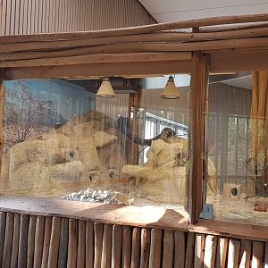 Africa house - Common gundi exhibit