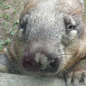 Hairy-nosed wombat, 2016