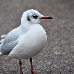 Black-headed gull, St James's Park, London