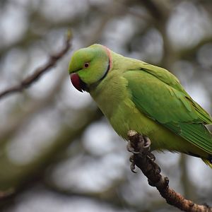 Ring-necked parakeet, St James's Park, London