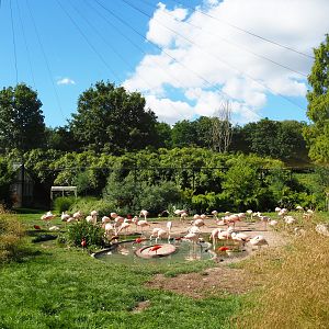 Chilean flamingo area in the South American aviary, 2020-07-21