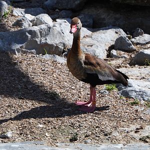 Black-bellied whistling-duck (Dendrocygna autumnalis), 2020-07-21