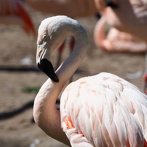 Chilean flamingo (Phoenicopterus chilensis), 2020-07-21