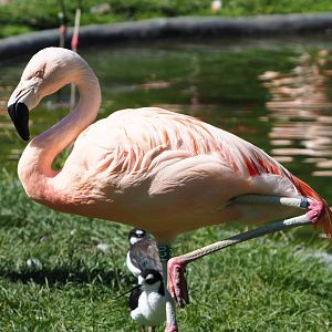 Chilean flamingo (Phoenicopterus chilensis), 2020-07-21