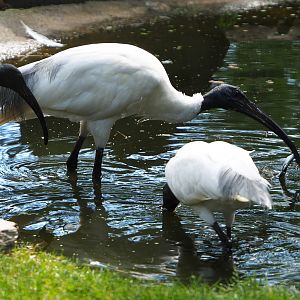 Black-headed ibis or Oriental white ibis (Threskiornis melanocephalus), 2020-07-21