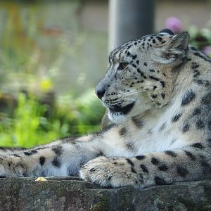 Snow leopard (Panthera uncia), 2020-07-21