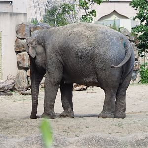 Asian elephant Yu Yu Yin (Elephas maximus), 2020-07-21
