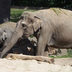 Asian elephants (Elephas maximus), 2020-07-21