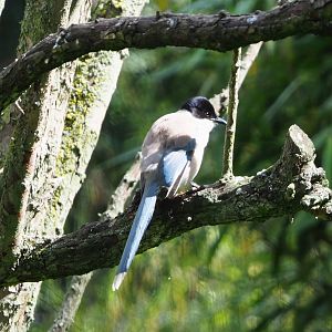 Asian Azure-winged magpie (Cyanopica cyanus), 2020-07-21