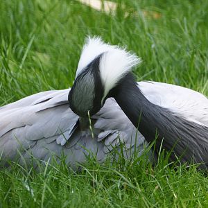Preening Demoiselle crane (Anthropoides virgo), 2020-07-21