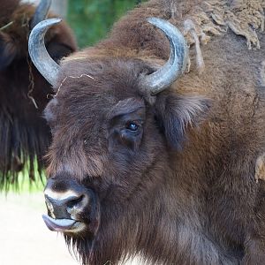 Wisent (Bison bonasus), 2020-07-21