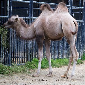 Juvenile Bactrian camel (Camelus bactrianus), 2020-07-21