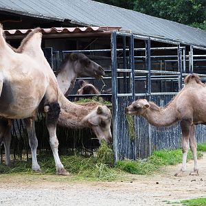 Bactrian camels (Camelus bactrianus), 2020-07-21