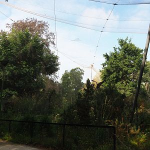 Cinereous vulture, Griffon vulture, Egyptian vulture, Red-billed chough and Short-eared owl aviary, 2020-08-15