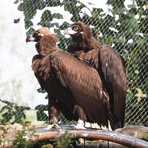 Cinereous vultures (Aegypius monachus), 2020-08-15