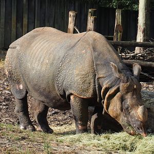 Indian rhinoceros bull Gujarat (Rhinoceros unicornis), 2020-08-15
