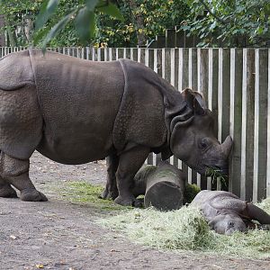Indian rhinoceroses Karamat and Vaiana (Rhinoceros unicornis), 2020-08-15