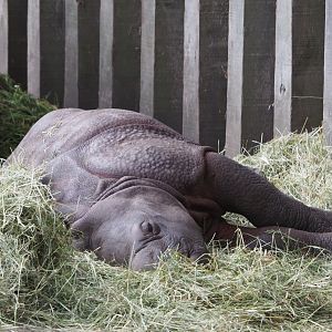 Sleeping Indian rhinoceros calf Vaiana (Rhinoceros unicornis), 2020-08-15
