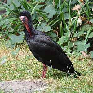 Waldrapp (Geronticus eremita), 2020-08-15