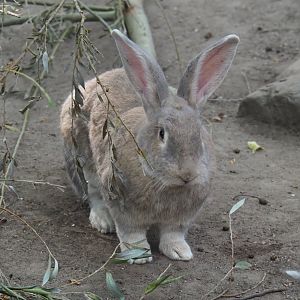 Domestic rabbit (Oryctolagus cuniculus), 2020-08-15