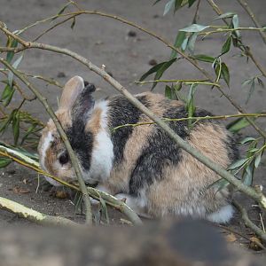 Domestic rabbit (Oryctolagus cuniculus), 2020-08-15